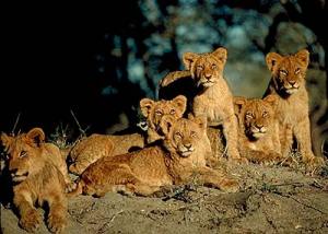 get it? a group of lions is called a pride haha. you're welcome.